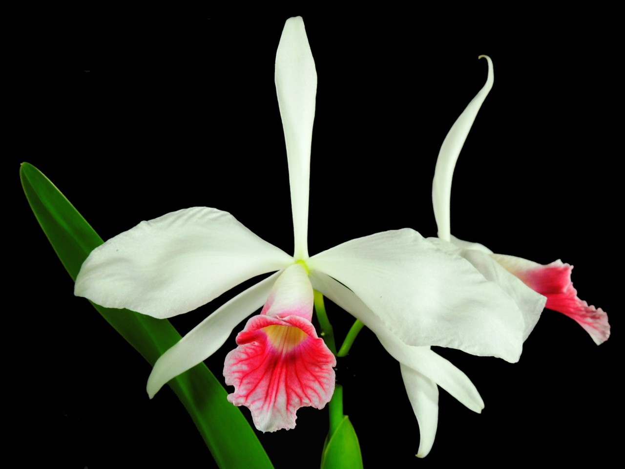 Laelia purpurata var.carnea OP