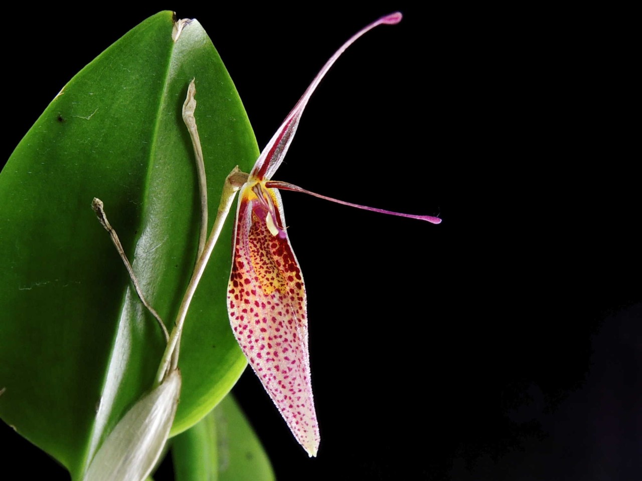 Restrepia lansbergii