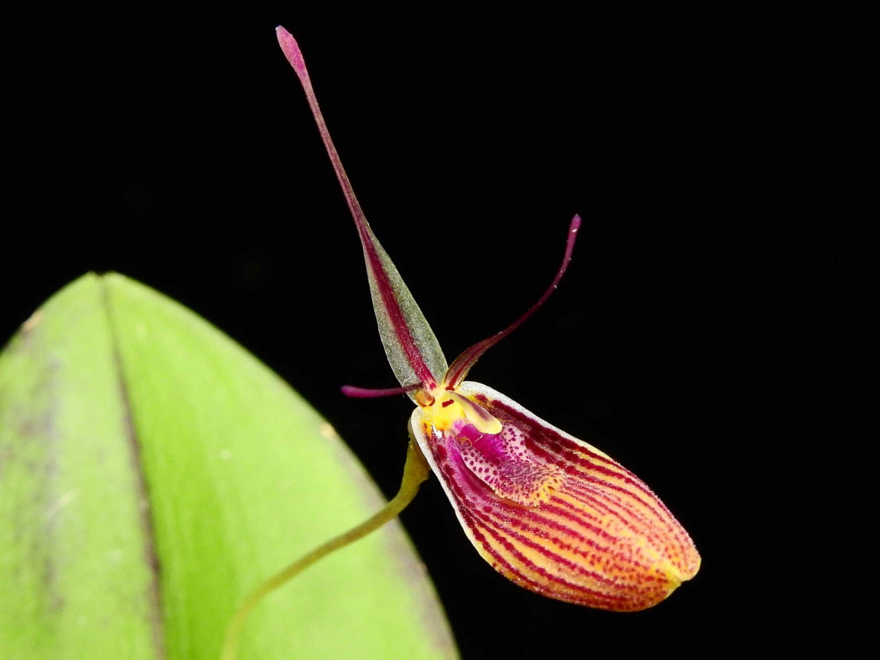 Restrepia elegans