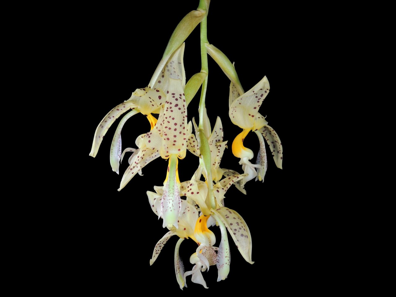 Stanhopea jenischiana