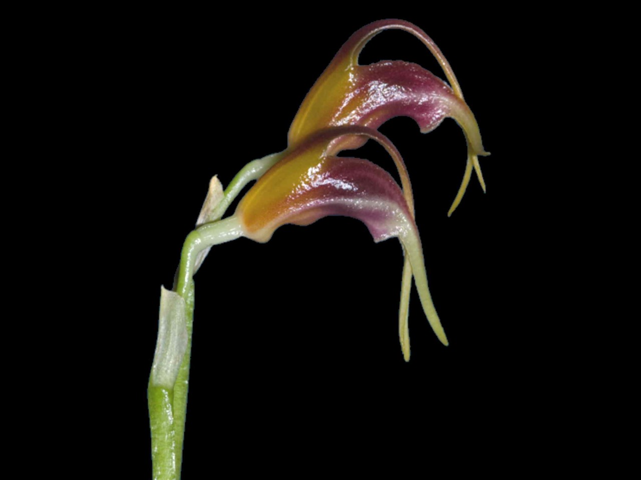 Masdevallia calagrasalis