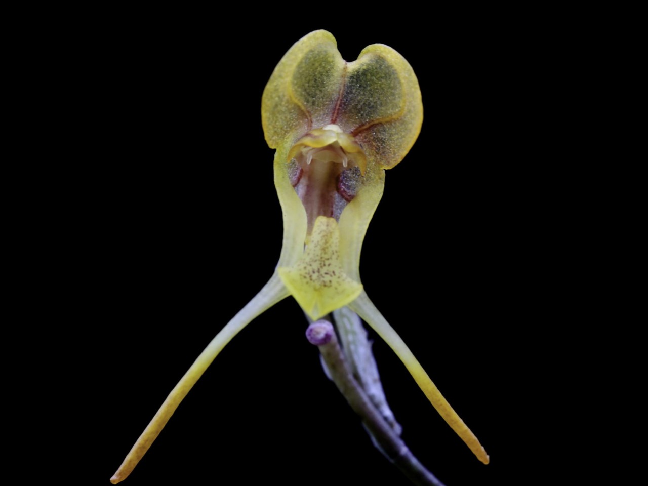 Porroglossum hoejeri