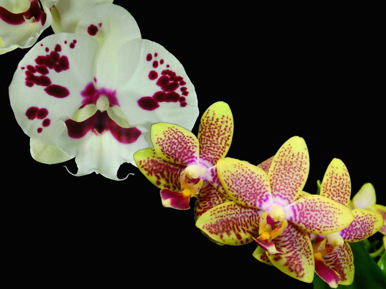 Phal. (Sparkling Kizz x Allura Catherine) OP