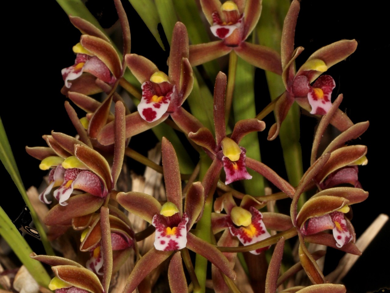 Cymbidium floribundum