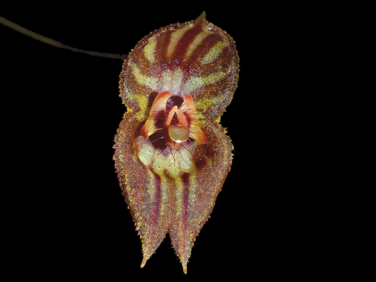 Lepanthes mulleriana