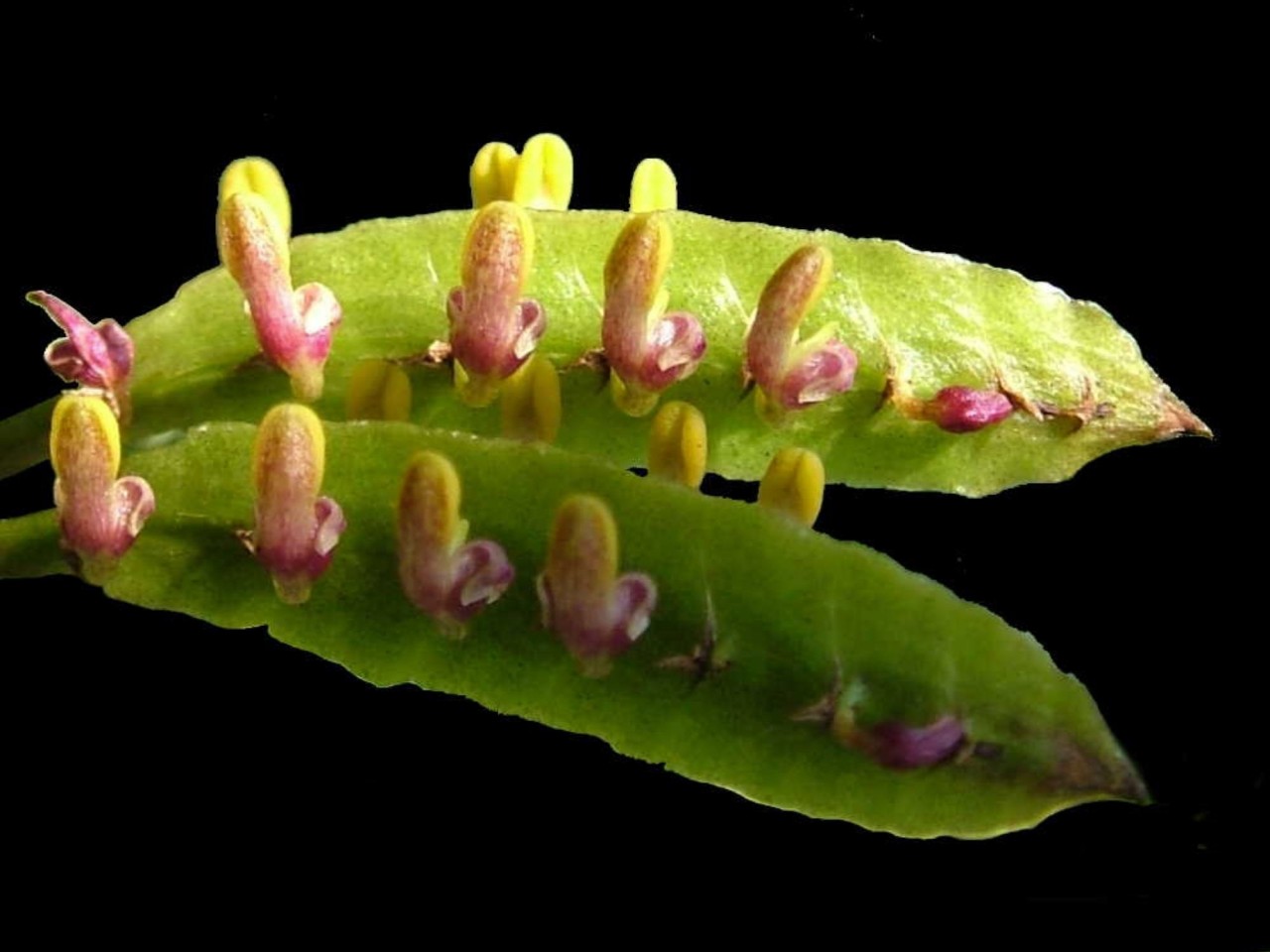 Bulbophyllum falcatum var. kewense