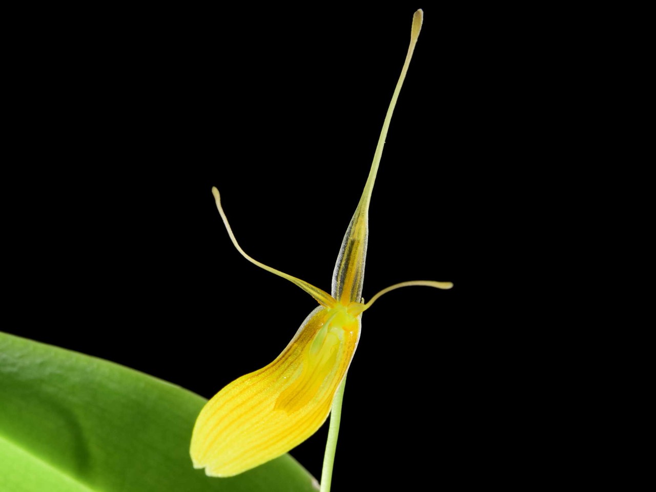 Restrepia brachypus 'Yellow'