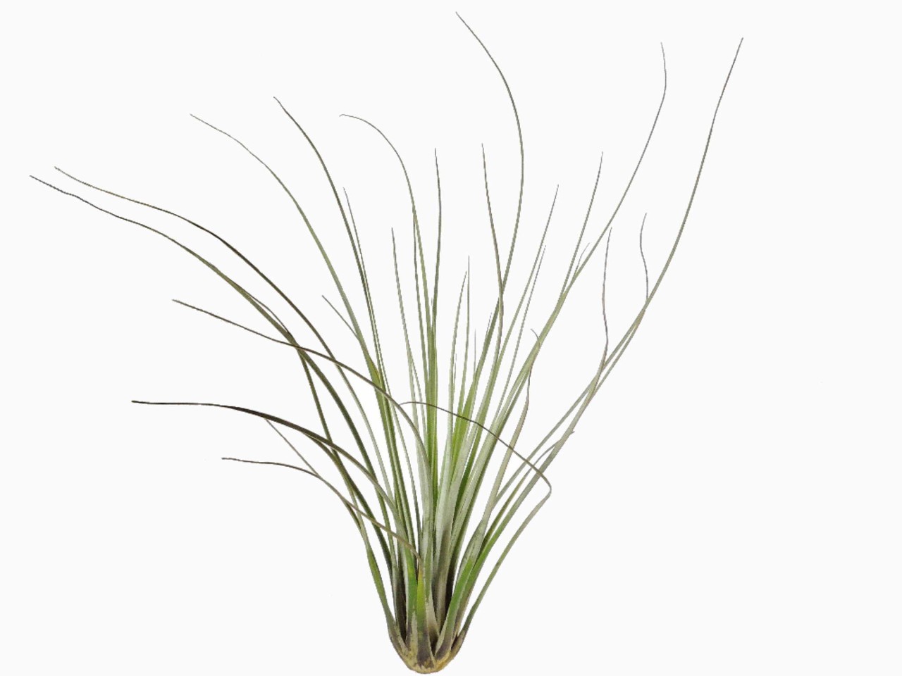 Tillandsia juncea