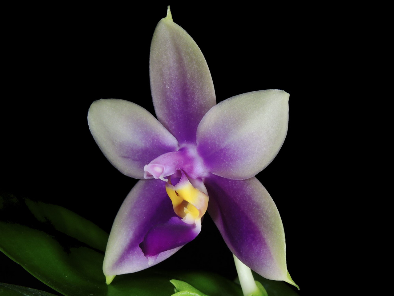 Phal. Princess Violet OP