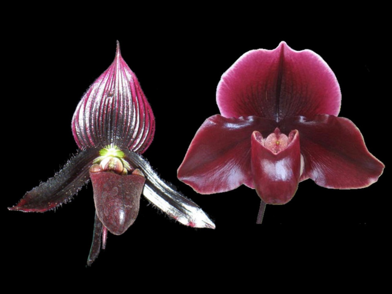 Paph. (Schöne von Kaunitz x Hamana Clover)