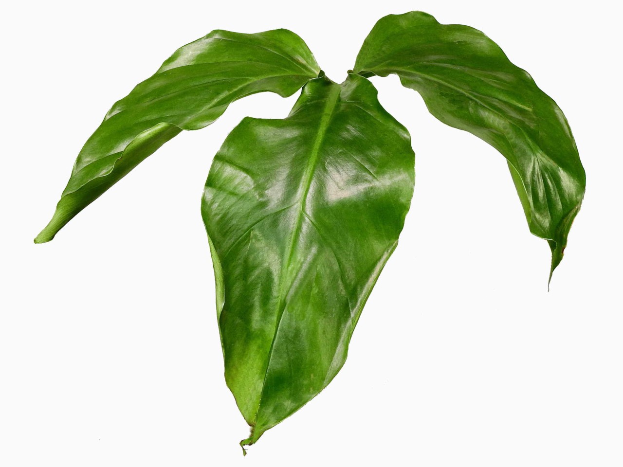 Philodendron barrosoanum