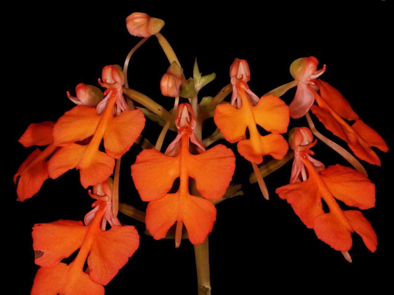 Habenaria rhodocheila 'Red'