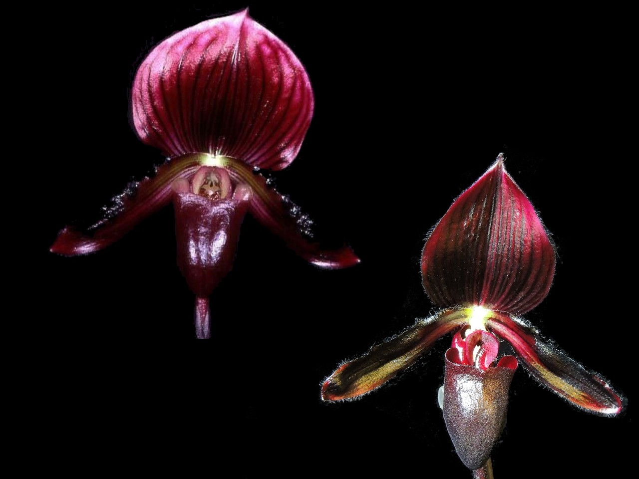 Paph. (Emerald x Senne Heyde) OP