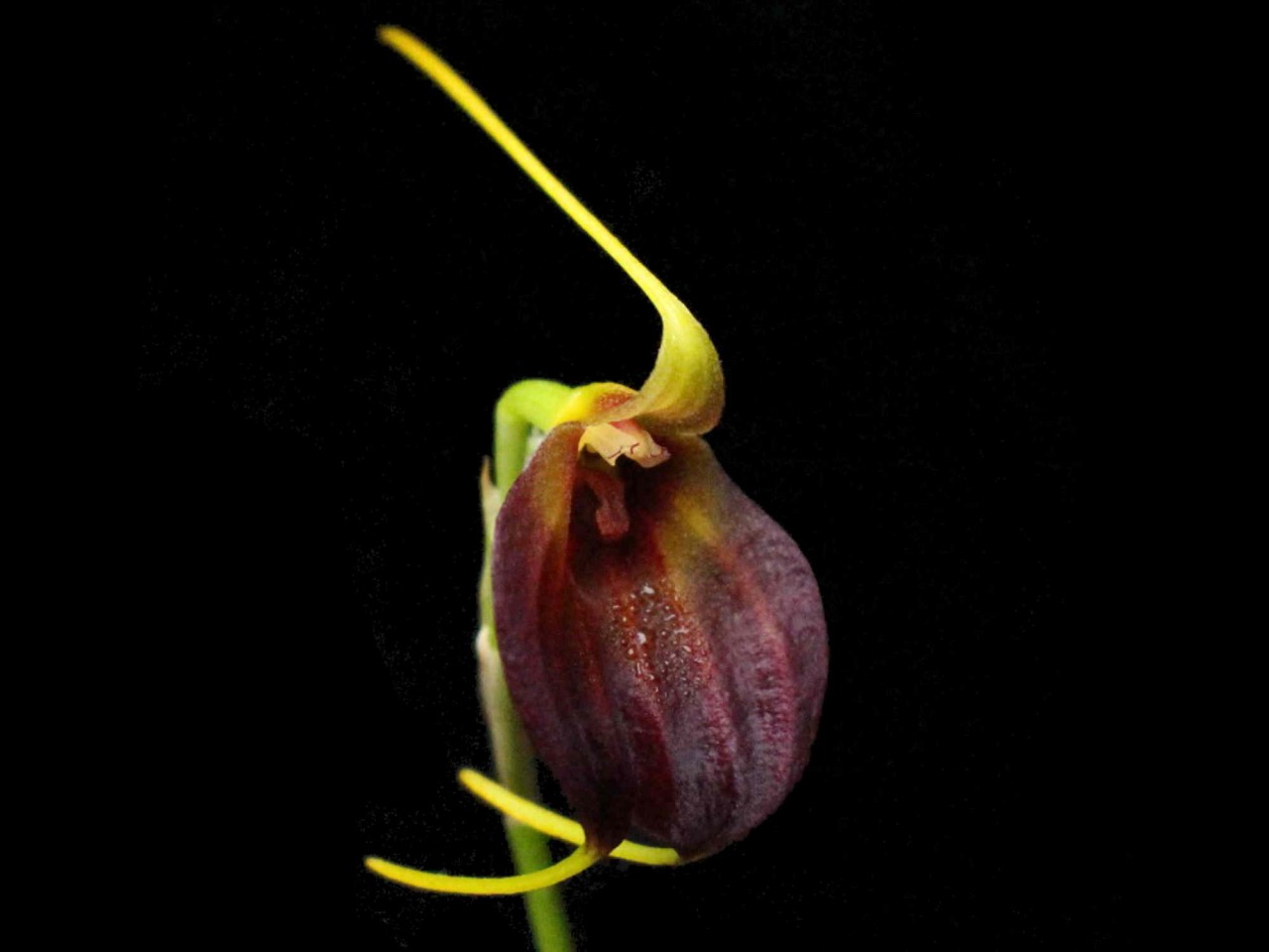 Masdevallia amplexa