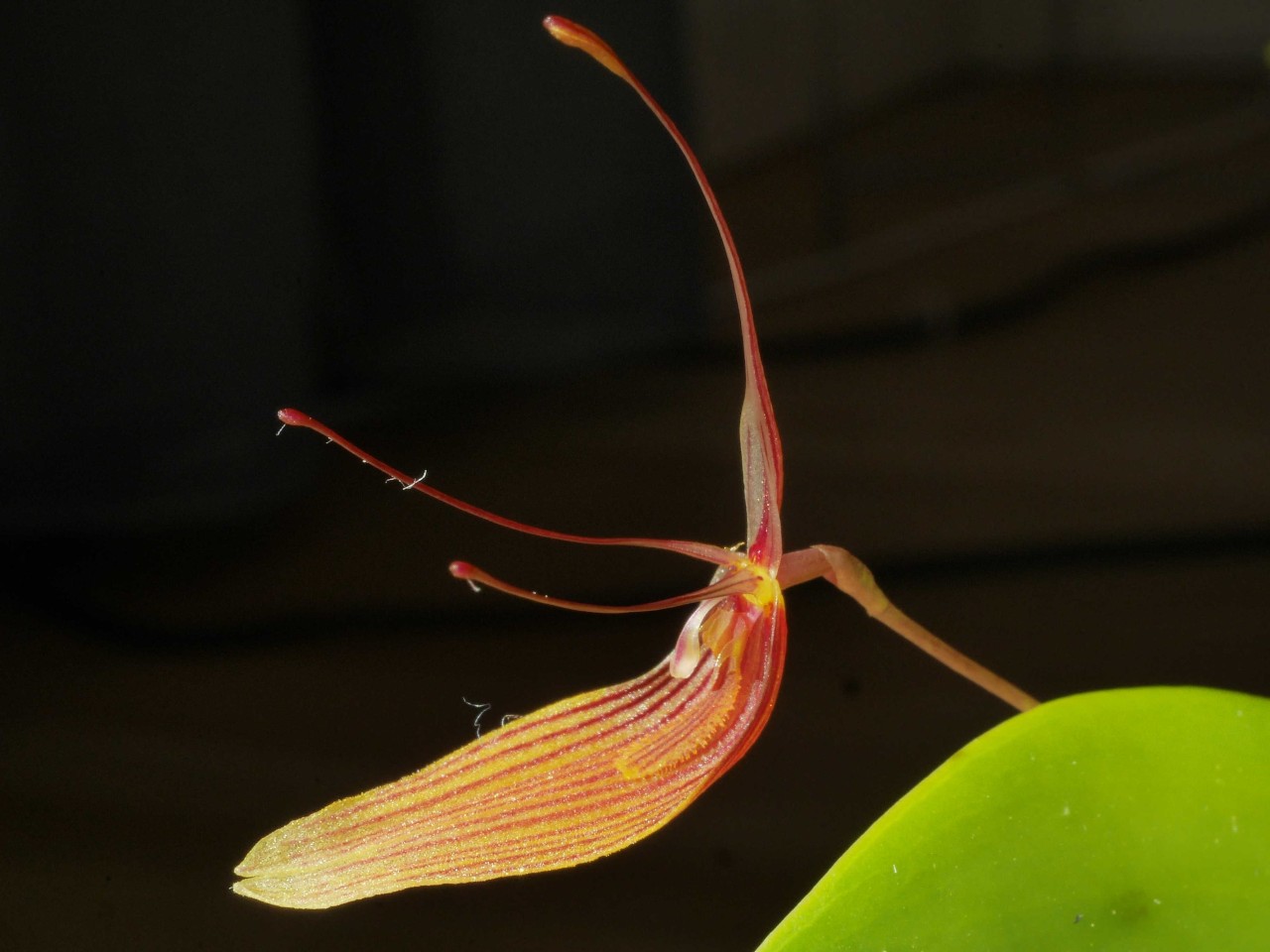 Restrepia trichoglossa