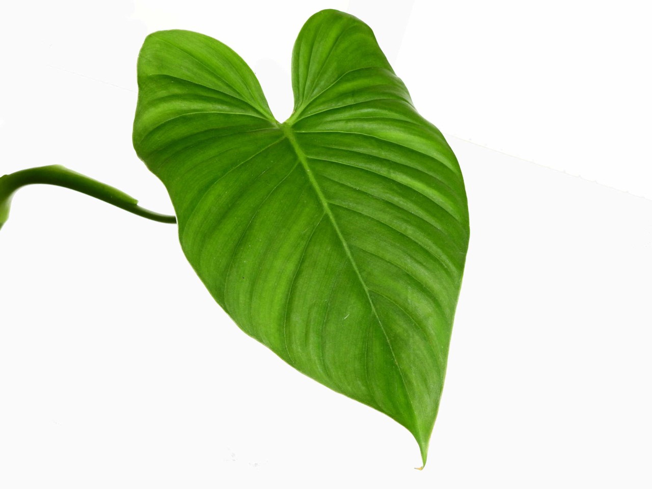 Philodendron alatiundulatum cf.