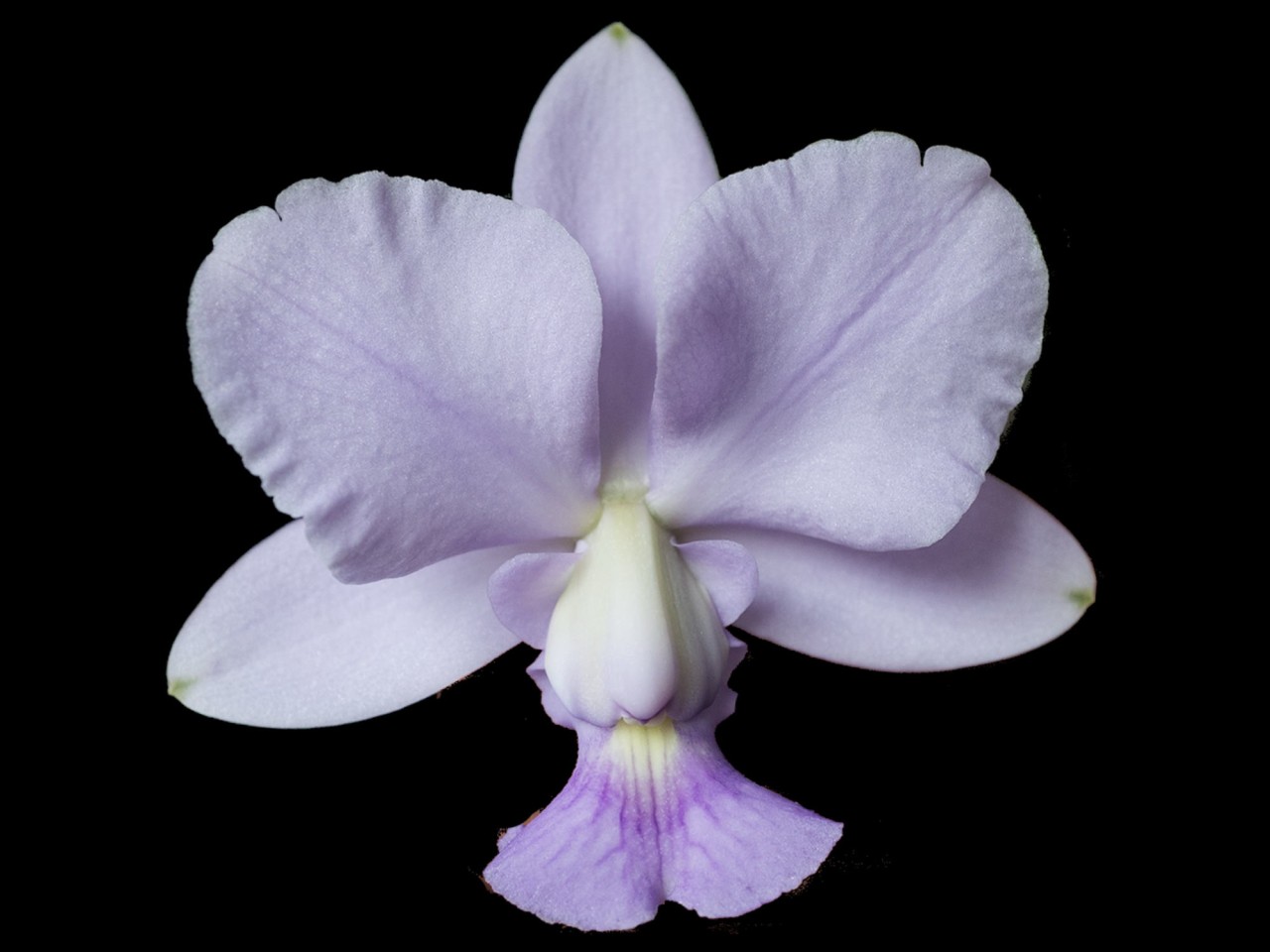 Cattleya walkeriana var. coerulea 'Azul'