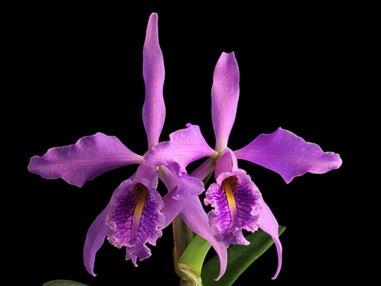 Cattleya maxima 'rosea'