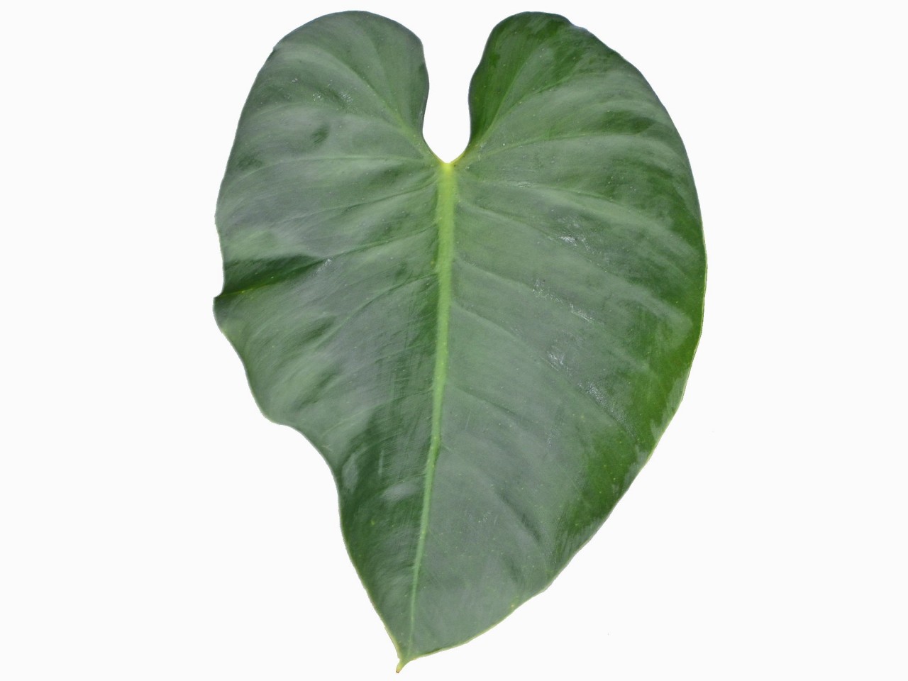 Philodendron werneri