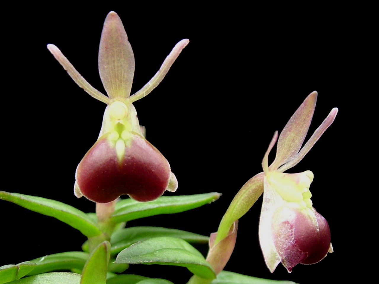 Epidendrum porpax