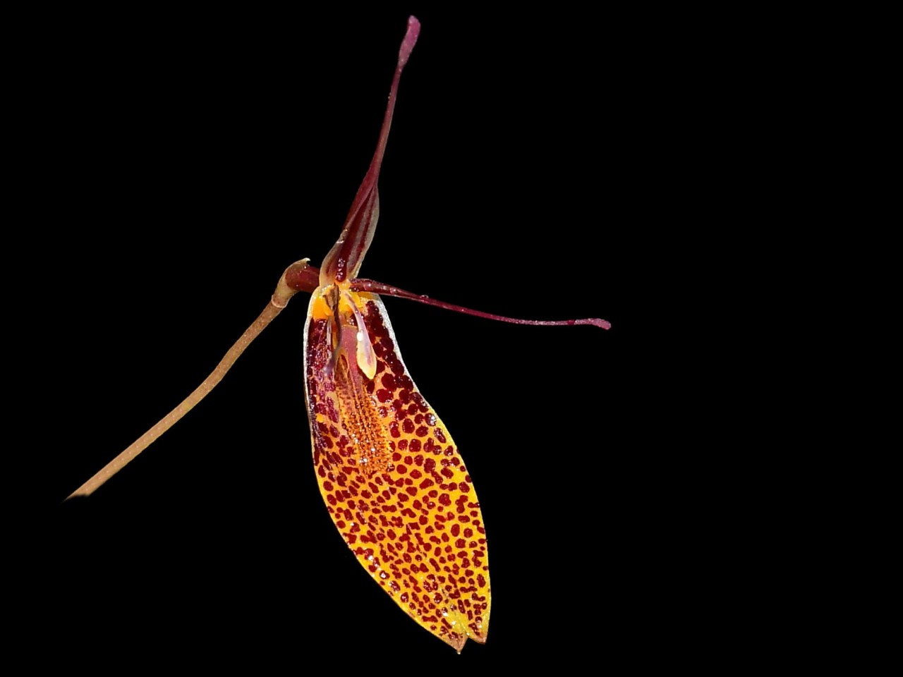 Restrepia contorta 'orange'