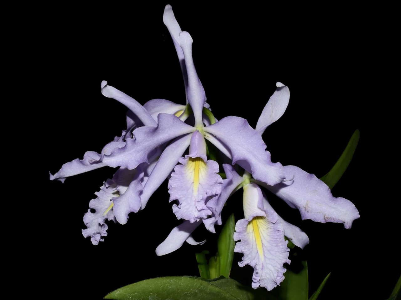 Cattleya maxima var. coerulea ('Gigi' x 'Angelo') x 'Scott'