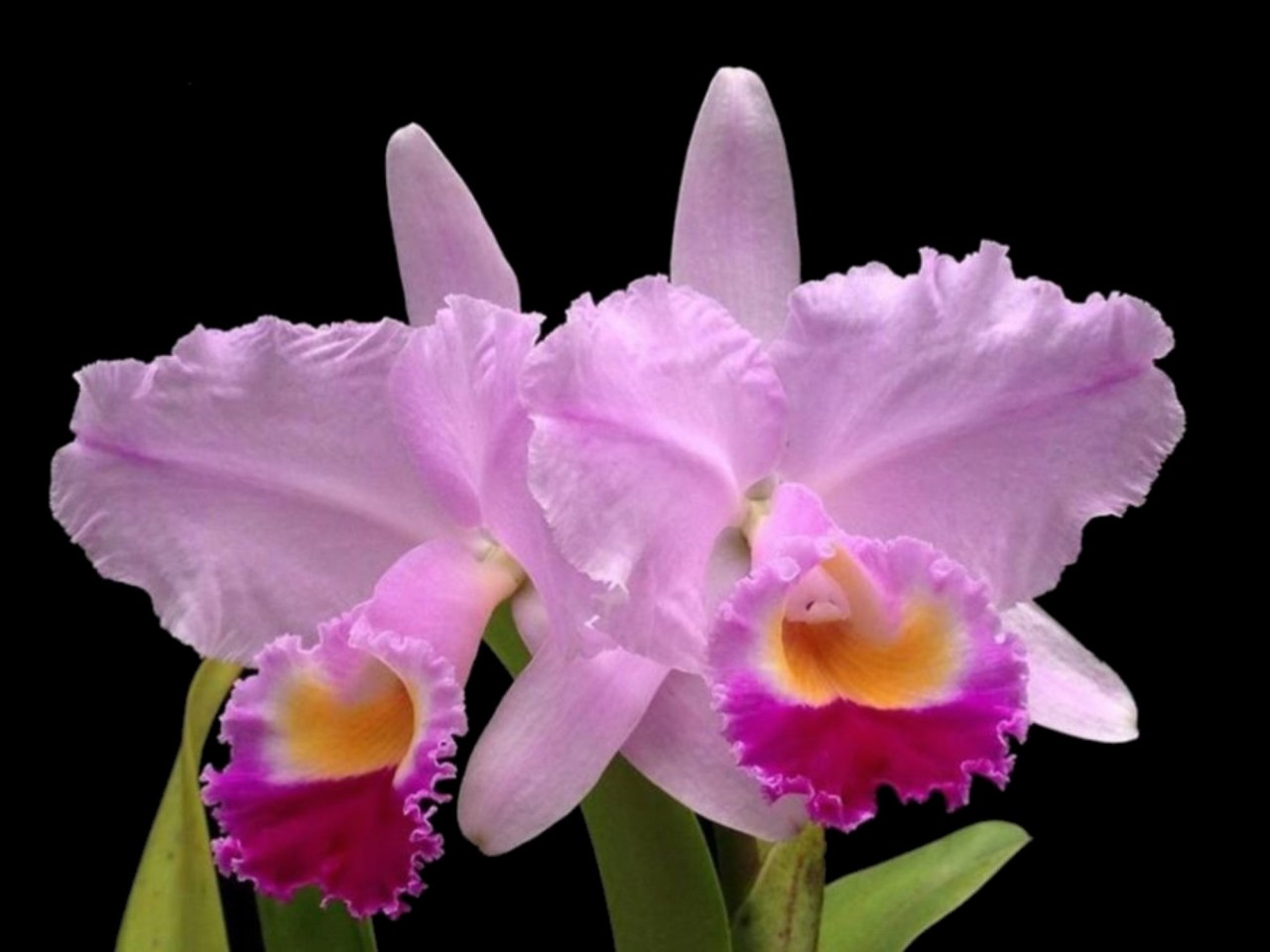 Cattleya trianae 'Ecua 0429'