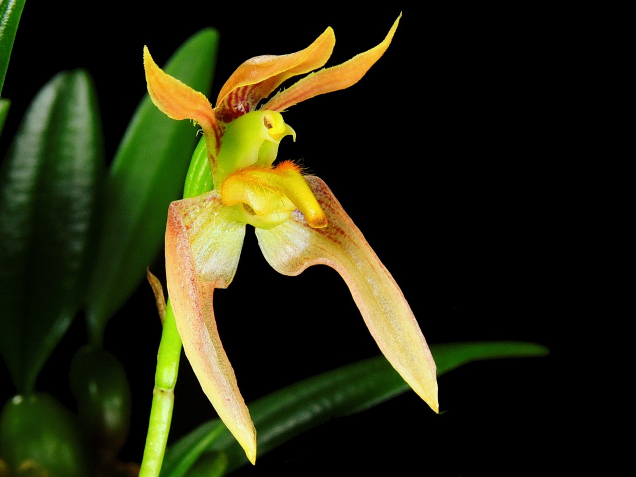 Bulbophyllum lasiochilum 'yellow'