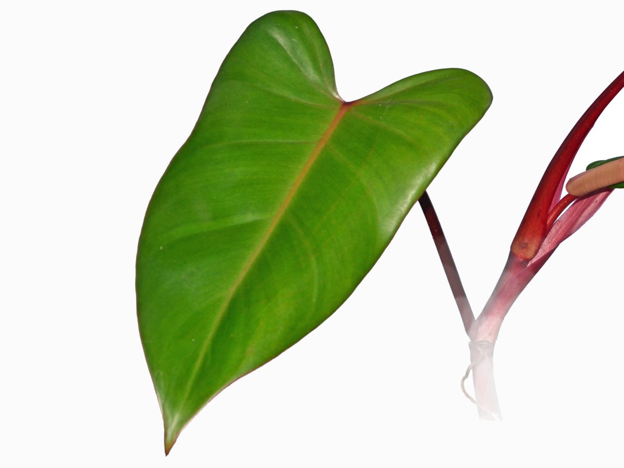 Philodendron erubescens 'Red Emerald'