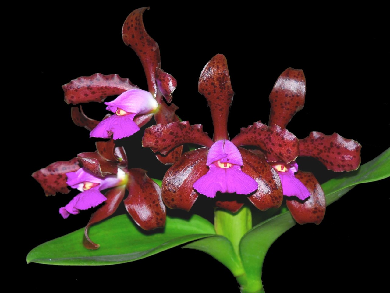 Cattleya tigrina (syn: leopoldii)