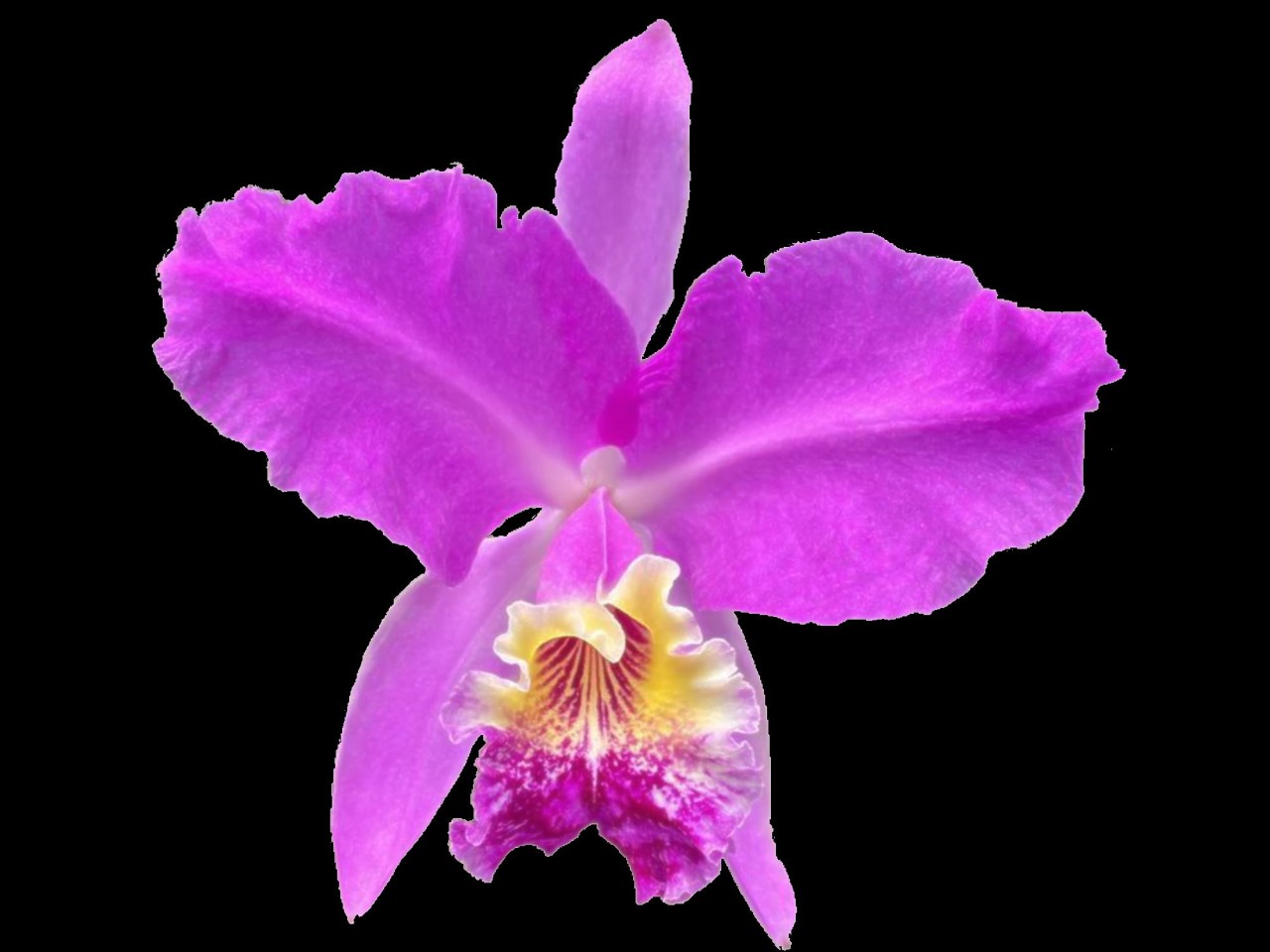 Cattleya lueddemanniana 'Rombito' x '13'