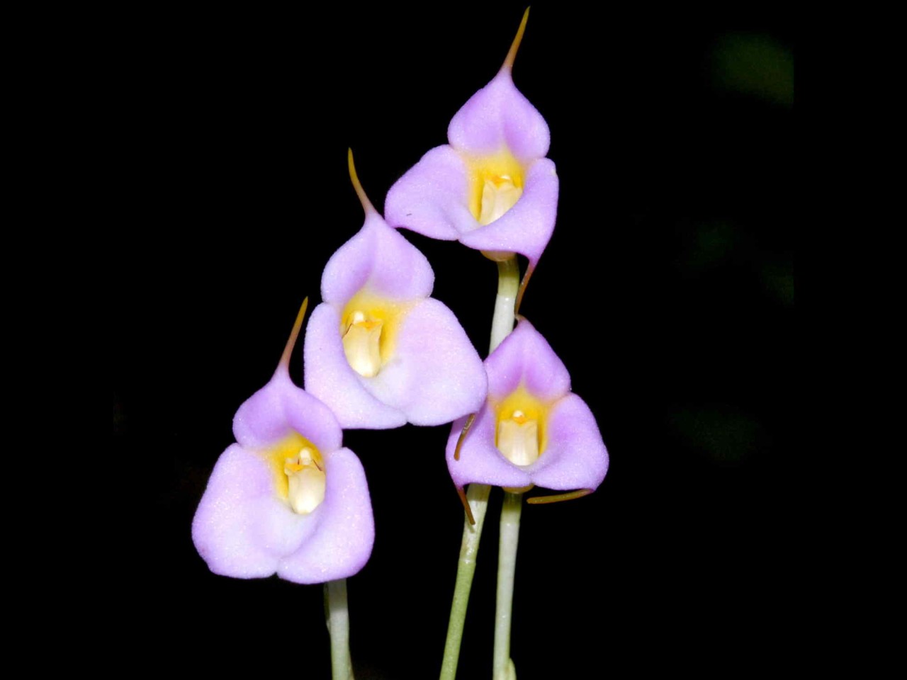 Masdevallia uniflora f. albina