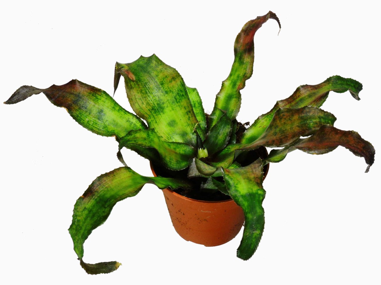 Cryptanthus acaulis