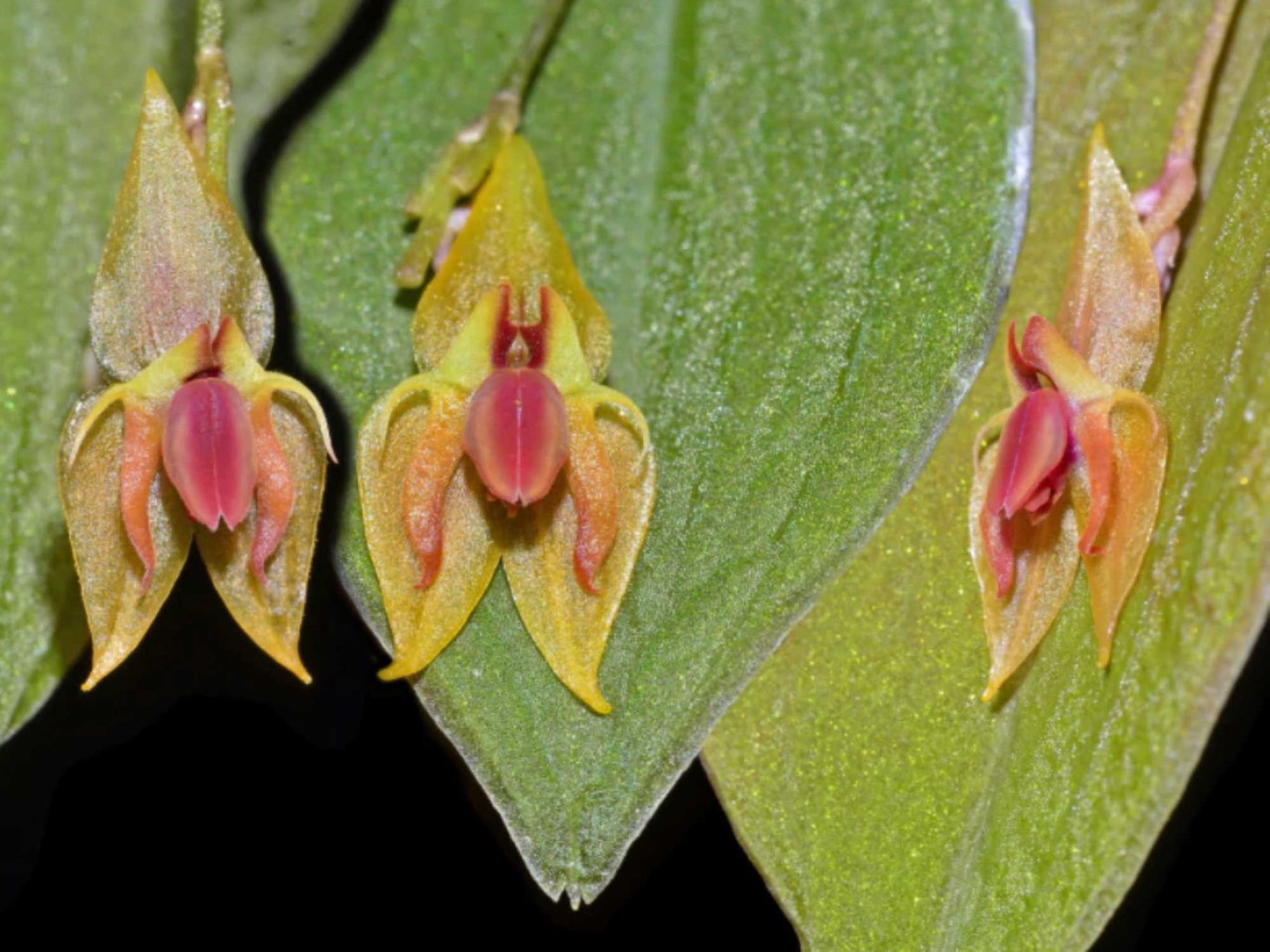 Lepanthes ortegae