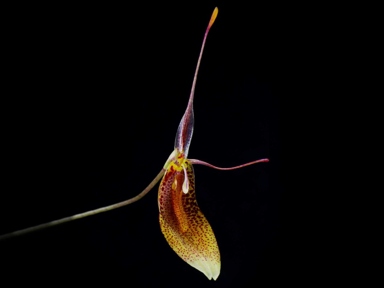 Restrepia trichoglossa '#3'