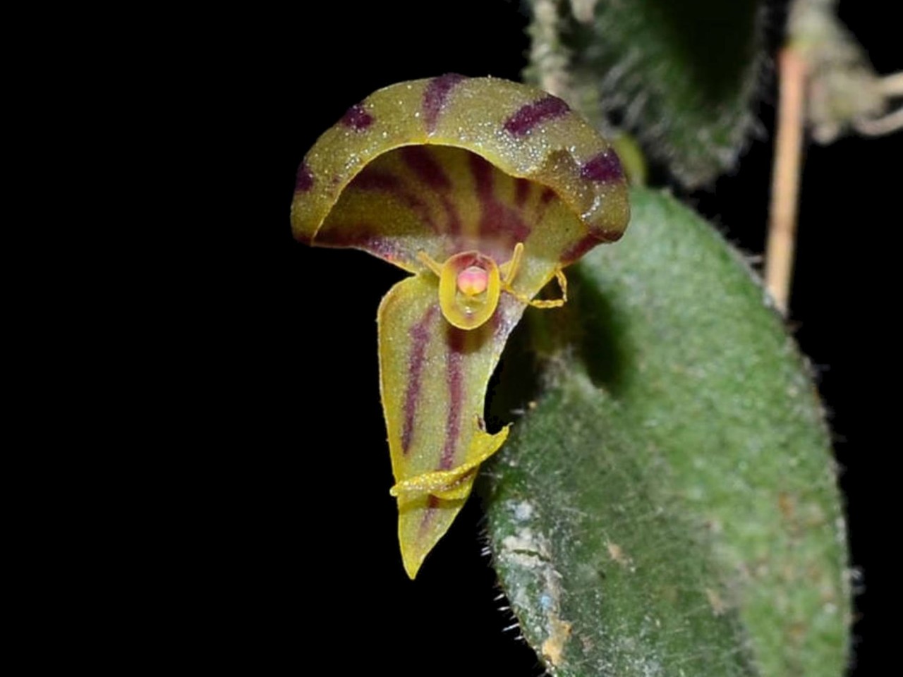 Lepanthes pilosella