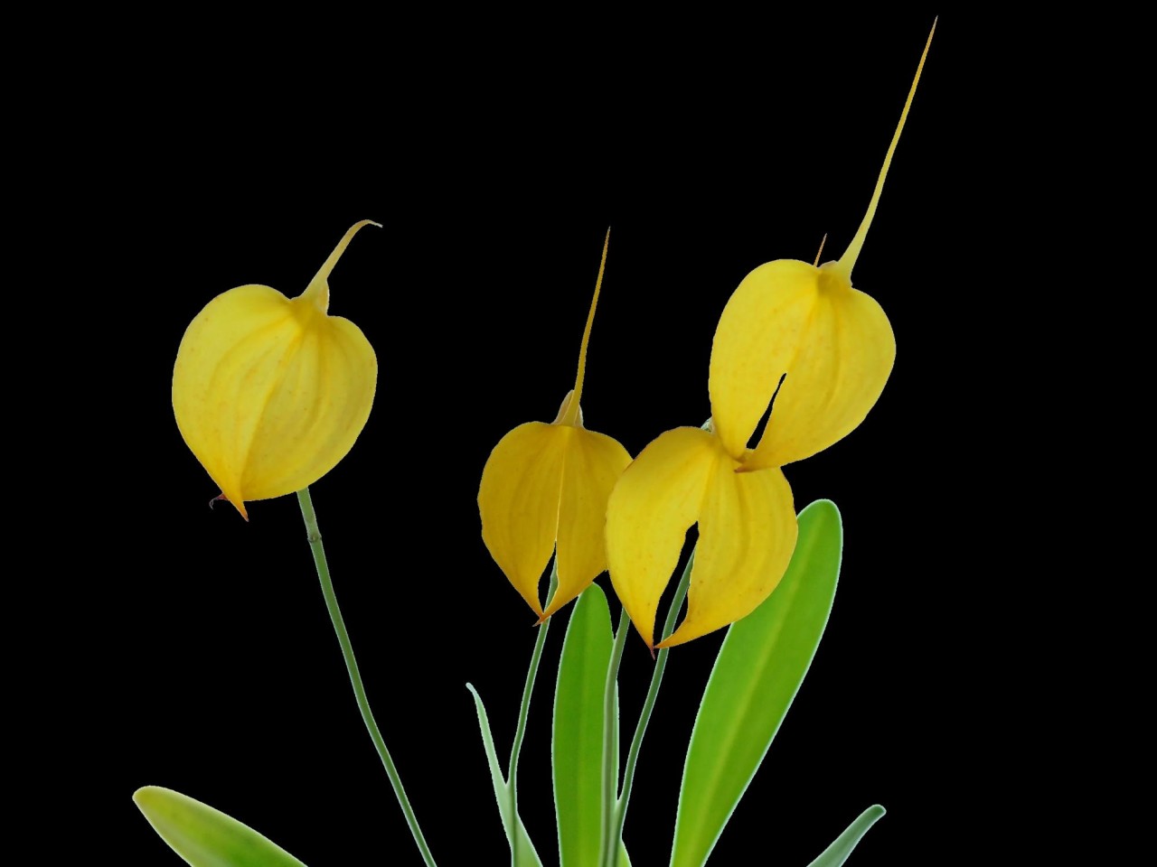 Masdevallia coccinea 'Crestwood' AM/RHS