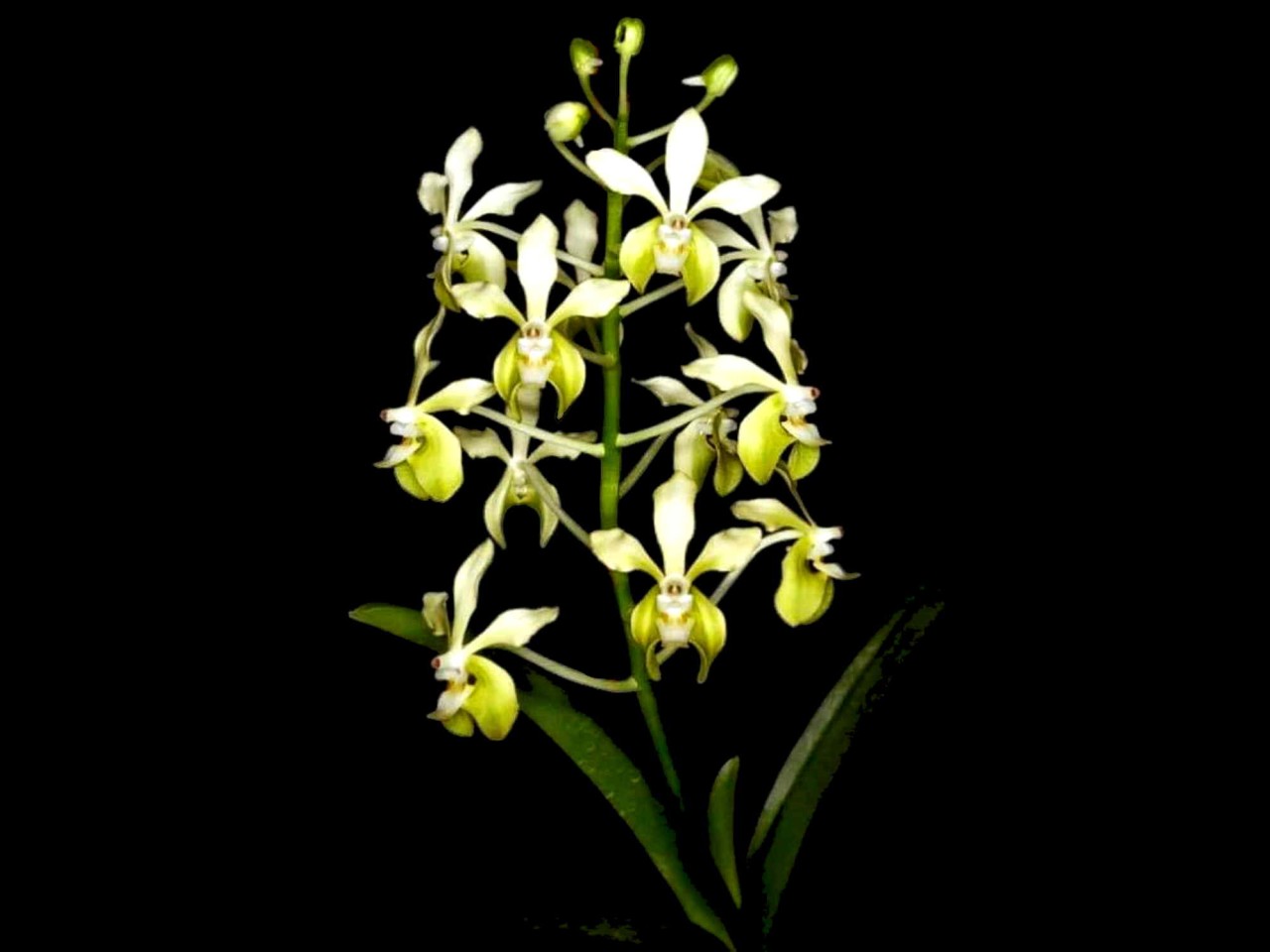 Vanda lamellata var. alba