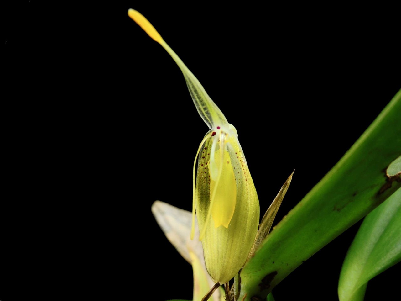 Restrepia mendozae