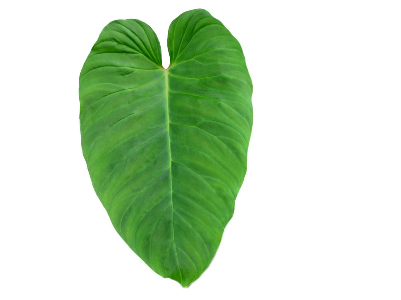 Philodendron verrucosum