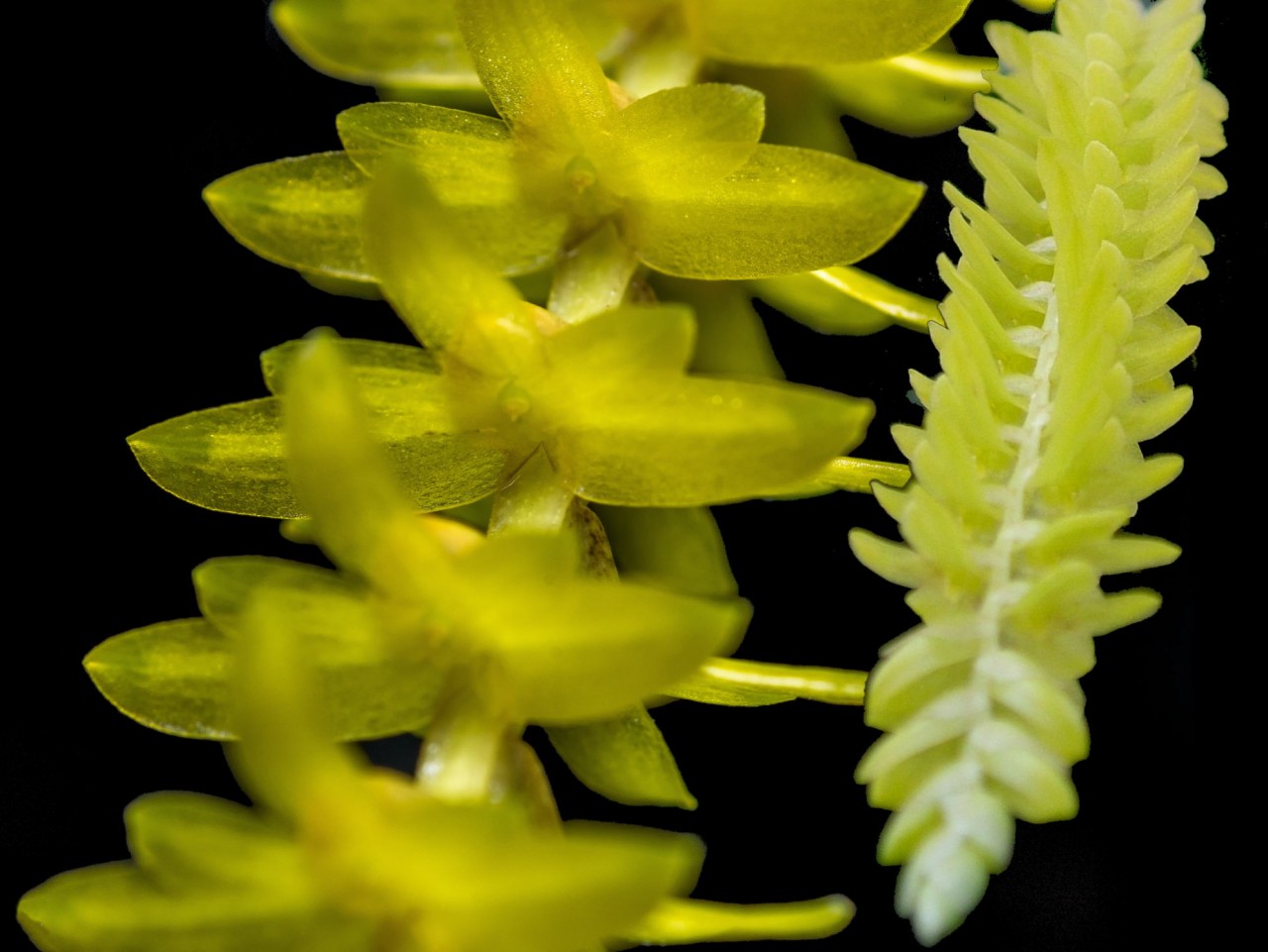 Dendrochilum javierianum