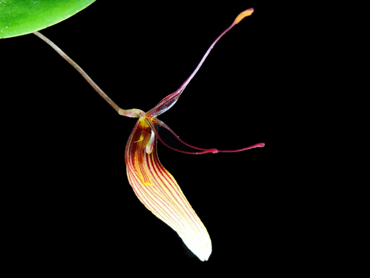 Restrepia trichoglossa '#1'