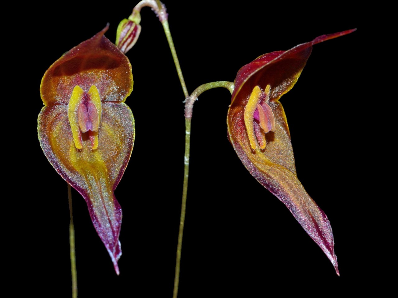 Lepanthes curiosa