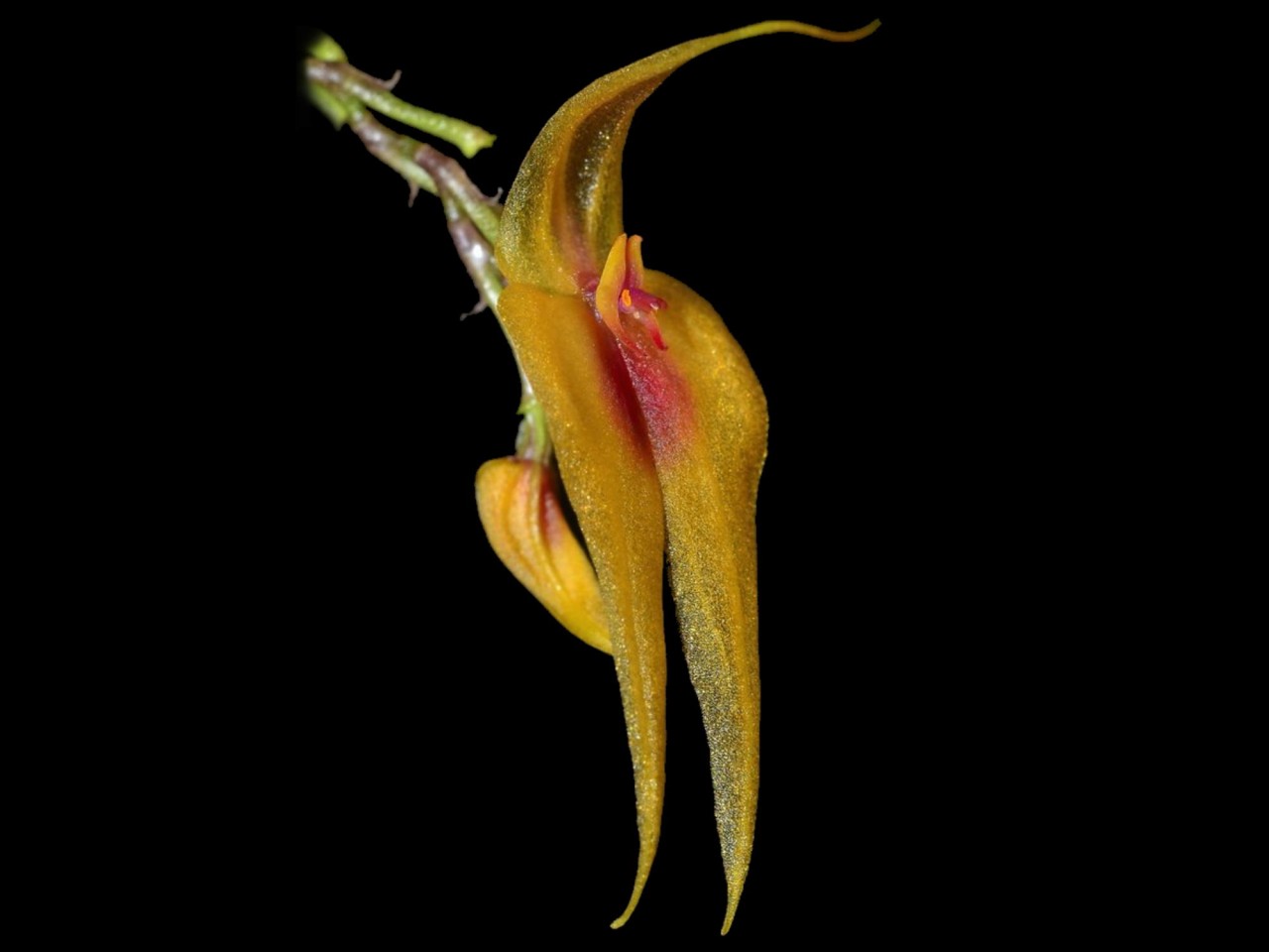 Lepanthes maxonii