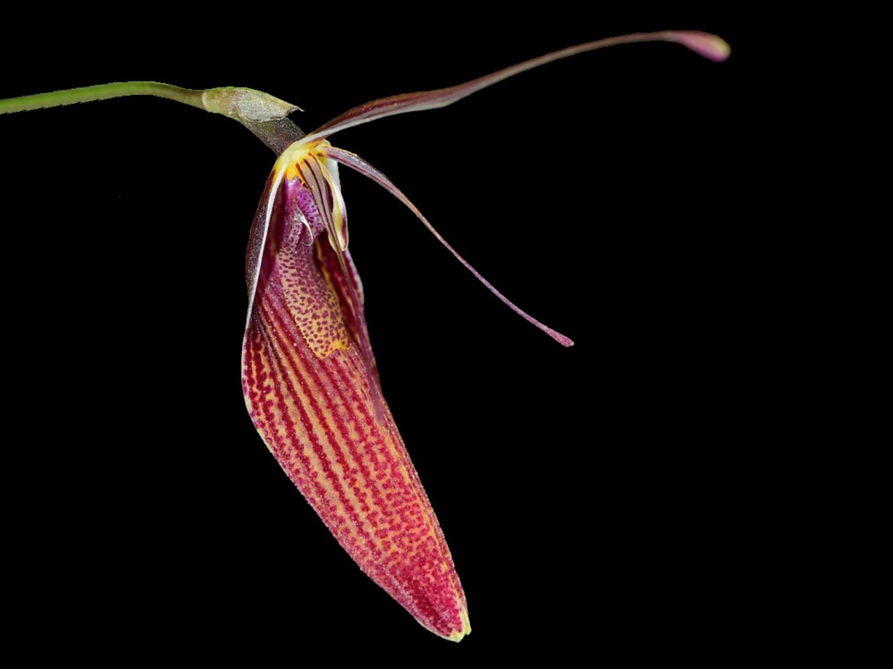 Restrepia elegans 'Camila'