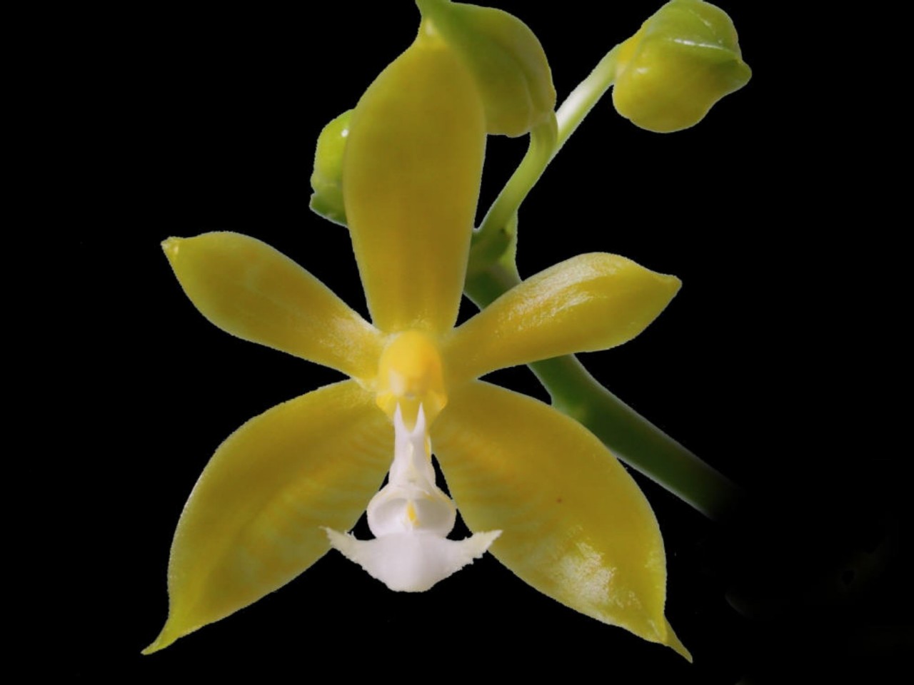 Phalaenopsis mannii f. flava