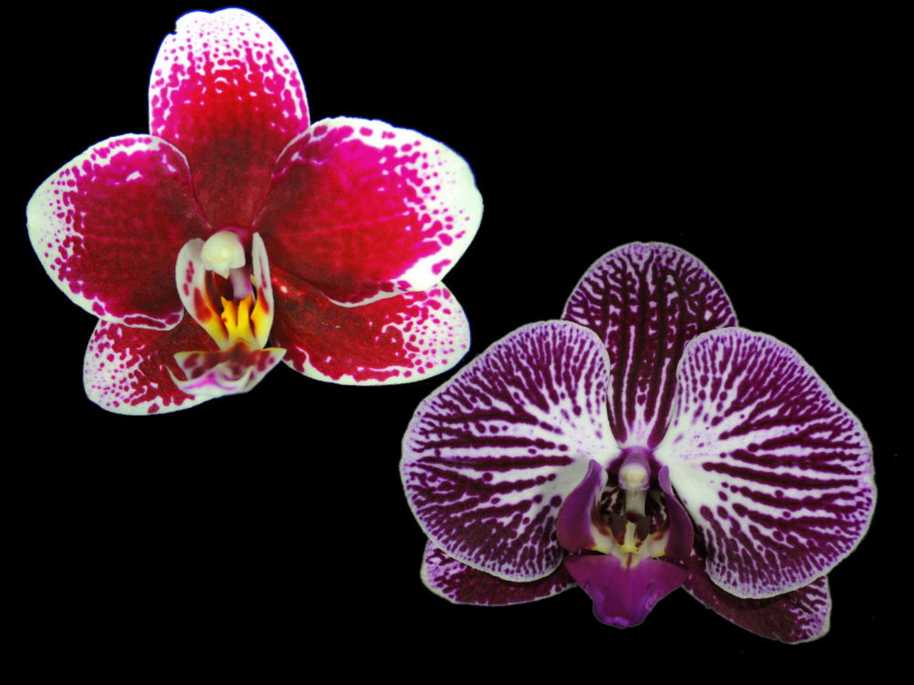 Phal. (Burgundy Red x Chian Xen Piano) OP