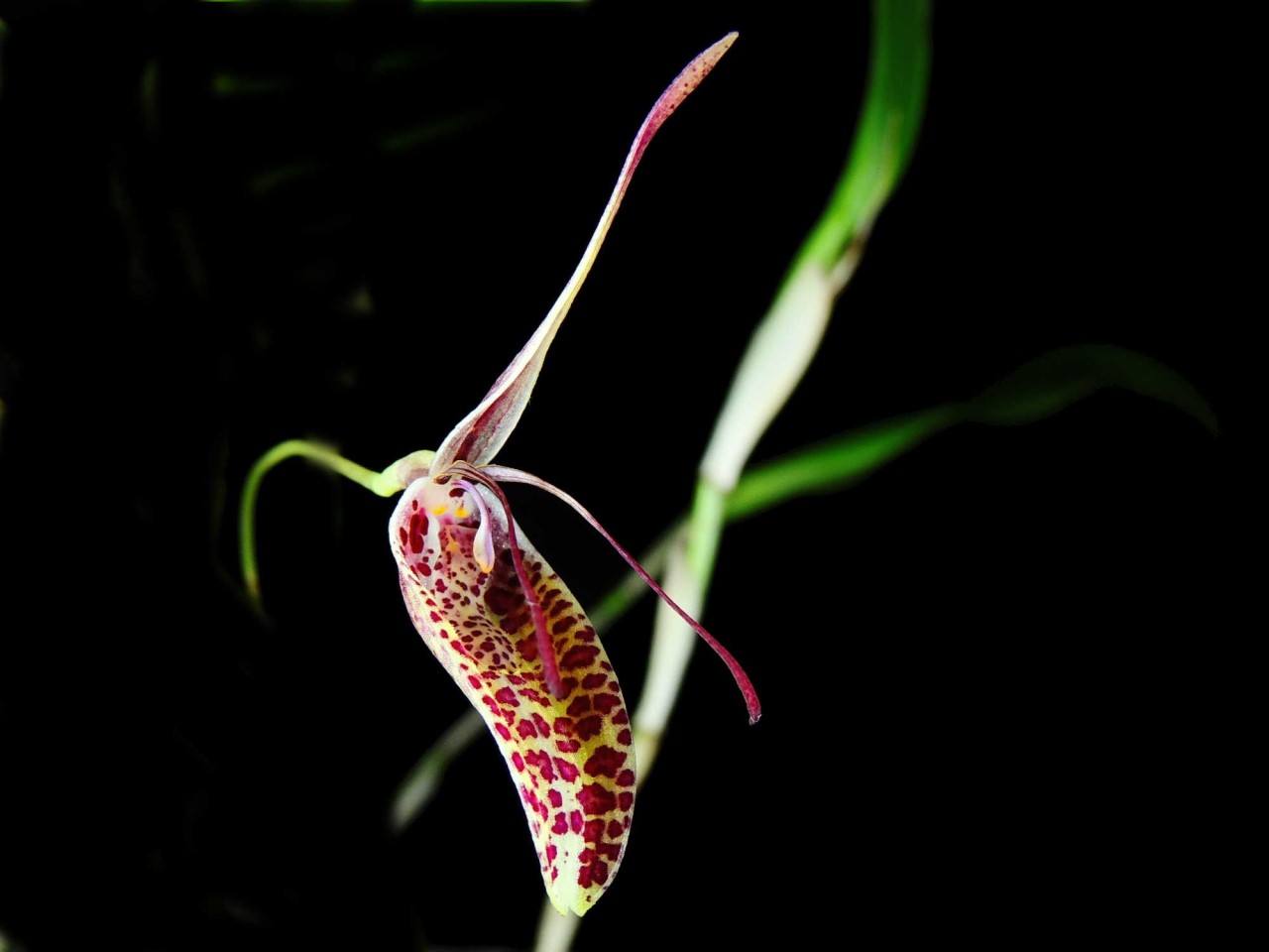 Restrepia pelyx