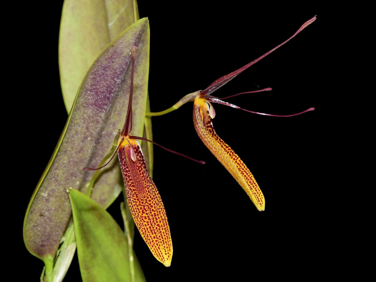 Restrepia citrina #2