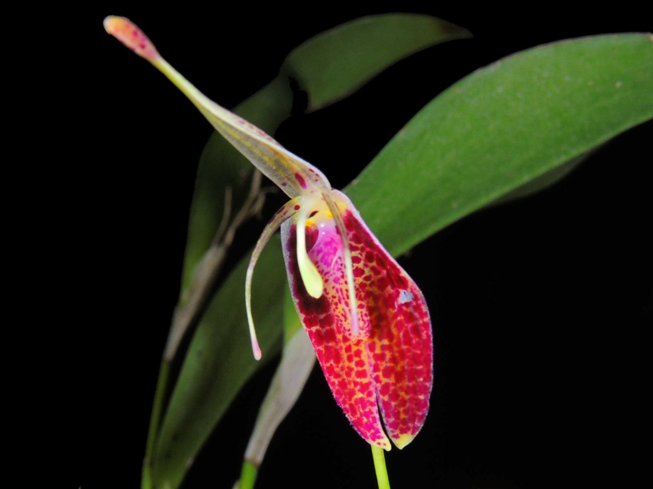 Restrepia aristulifera